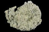 Pyritize Encrusted Ammonite (Pleuroceras) Fossil - Germany #125400-1